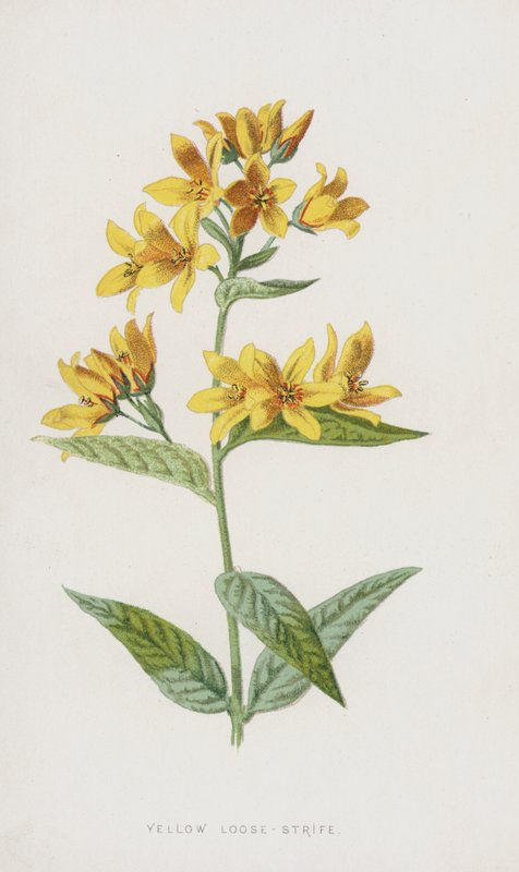 Żółty luźny konflikt (chromolitho) autorstwa Frederick Edward Hulme