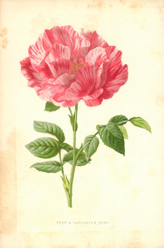York i Lancaster Rose autorstwa Frederick Edward Hulme