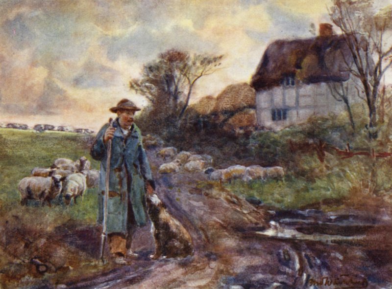 Żebracza miotła autorstwa Frederick William Newton Whitehead