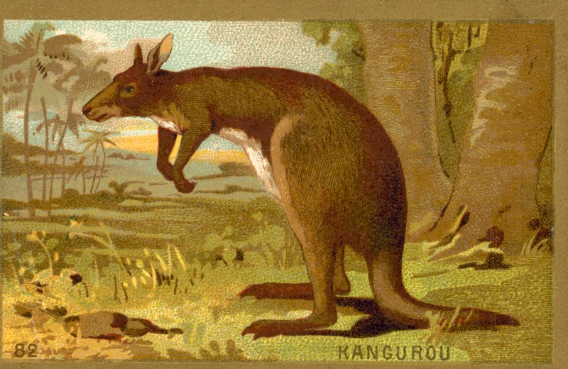 Kangur autorstwa French School