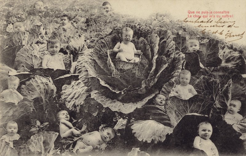 Niemowlęta w grządce kapusty (fotokolaż) autorstwa French Photographer