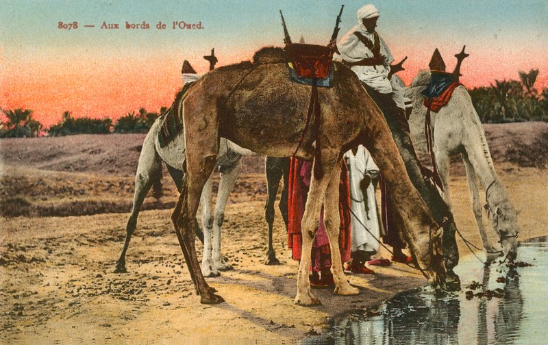 Wielbłądy pijące na brzegu rzeki Oued, Algieria autorstwa French Photographer