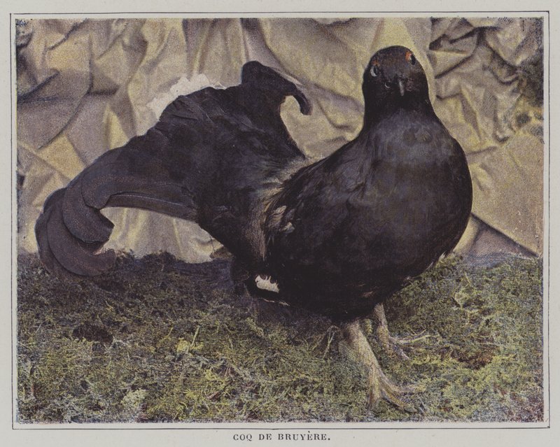 Głuszec (zdjęcie kolorowe) autorstwa French Photographer