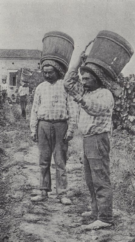 Zbieracze winogron w pracy (zdjęcie czarno-białe) autorstwa French Photographer