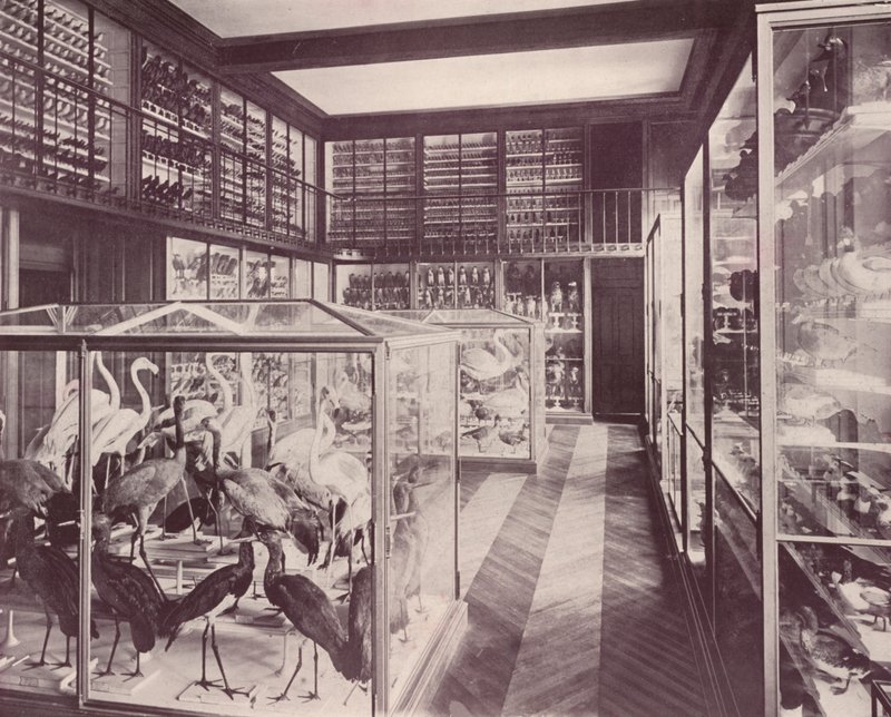 Paryż: Galeria Ptaków, Muzeum Historii Naturalnej (zdjęcie czarno-białe) autorstwa French Photographer