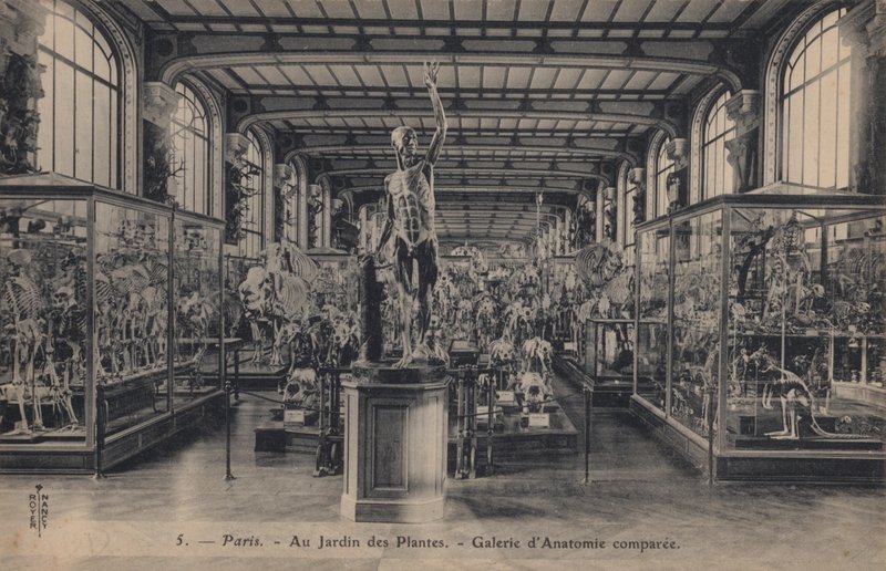 Paryż, Jardin Des Plantes autorstwa French Photographer