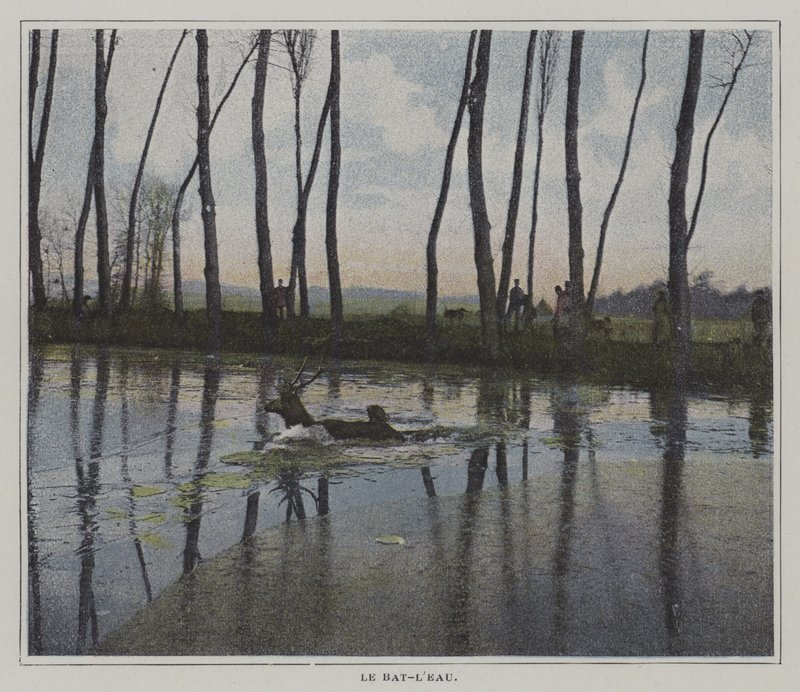 Pływanie jelenia, aby uciec z polowania (kolorowe zdjęcie) autorstwa French Photographer