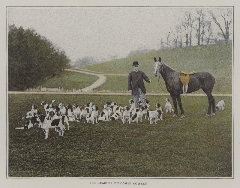 Beagle hrabiego Cowleya (zdjęcie kolorowe) autorstwa French Photographer