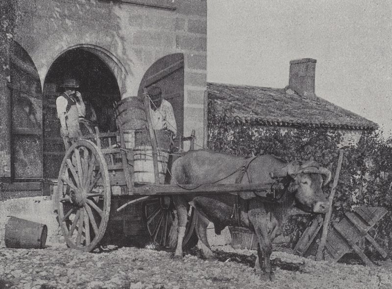 Transport zebranych winogron wózkiem wołowym (zdjęcie czarno-białe) autorstwa French Photographer