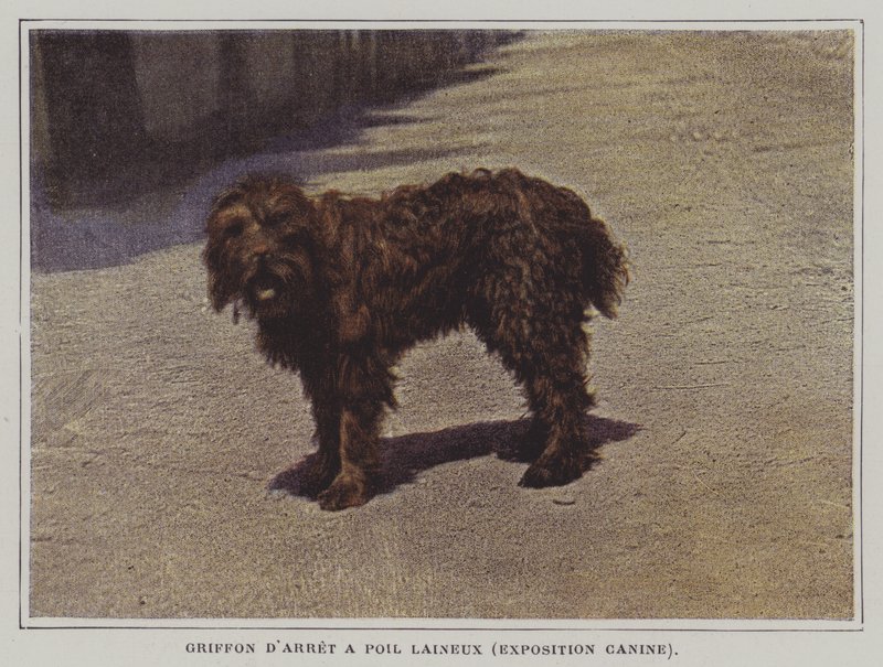 Gryf wełnisty (zdjęcie kolorowe) autorstwa French Photographer