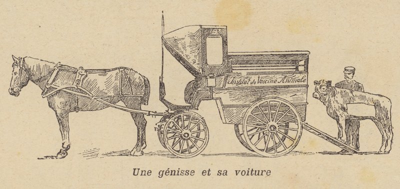 Jałówka ładowana do wagonu (litho) autorstwa French School