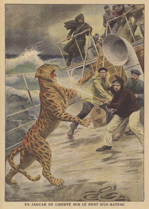 Jaguar, który uciekł na wolności na statku (kolor lito) autorstwa French School