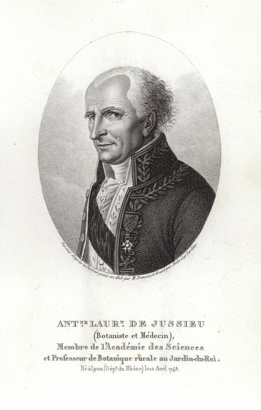 Antoine Laurent de Jussieu autorstwa French School