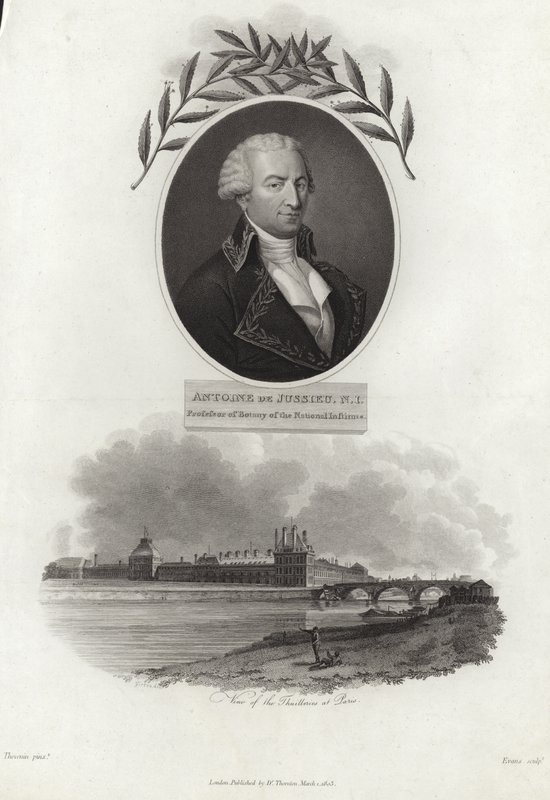 Antoine de Jussieu autorstwa French School