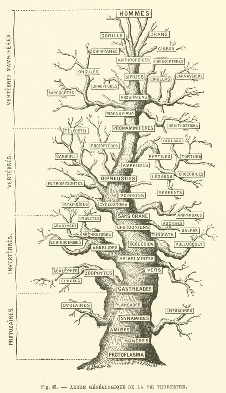 Drzewo genealogiczne życia ziemskiego (rycina) autorstwa French School
