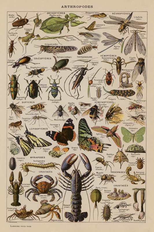 Stawonogi (litografia barwna) autorstwa French School