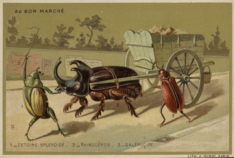 Karty Au Bon Marche przedstawiające antropomorficzne owady autorstwa French School