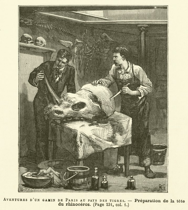 Przygody chłopca z Paryża w krainie tygrysów (grafika) autorstwa French School
