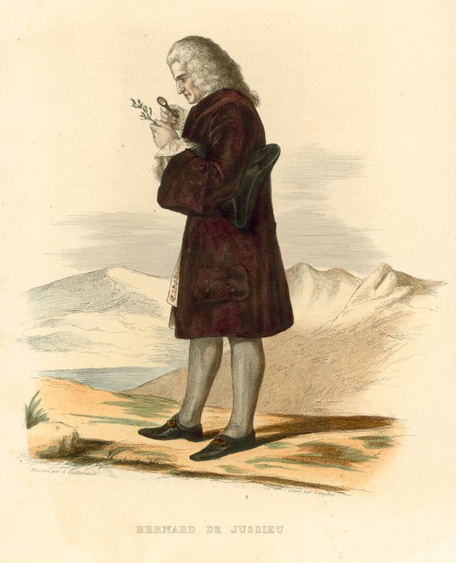 Bernard de Jussieu (kolorowy grawerunek) autorstwa French School