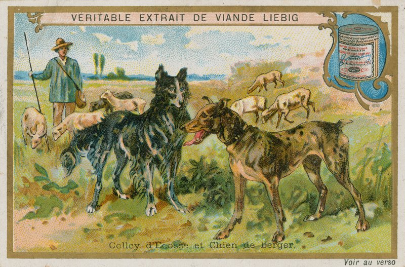 Border Collie i Owczarek autorstwa French School