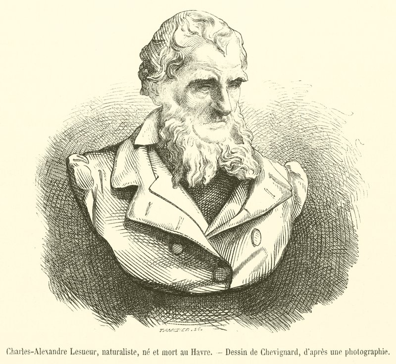 Charles-Alexandre Lesueur, przyrodnik, urodzony i zmarły w Le Havre (grafika) autorstwa French School