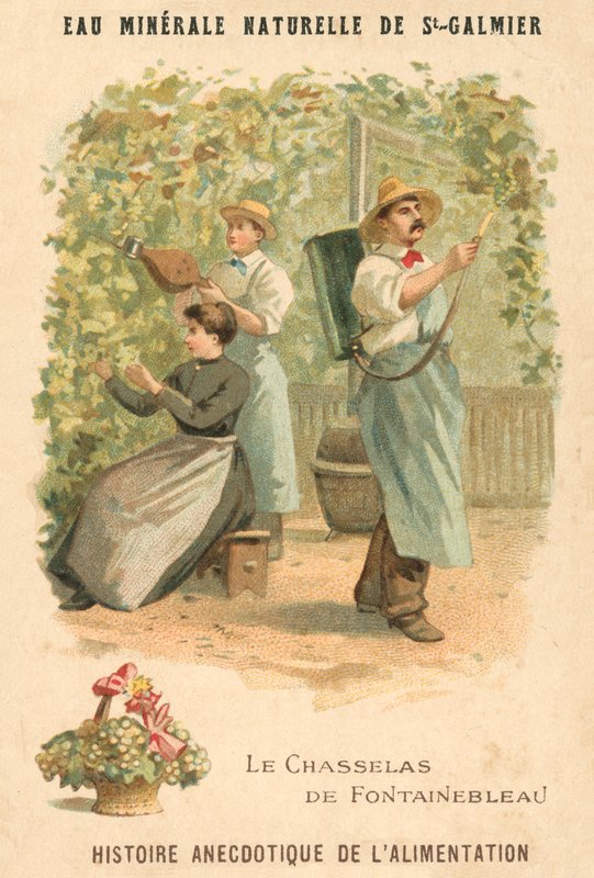 Winogrona Chasselas de Fontainebleau (chromolitho) autorstwa French School