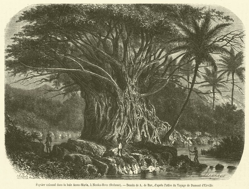 Kolosalne drzewo figowe w zatoce Anna-Maria, w Nouka-Hiva, Oceania (rycina) autorstwa French School
