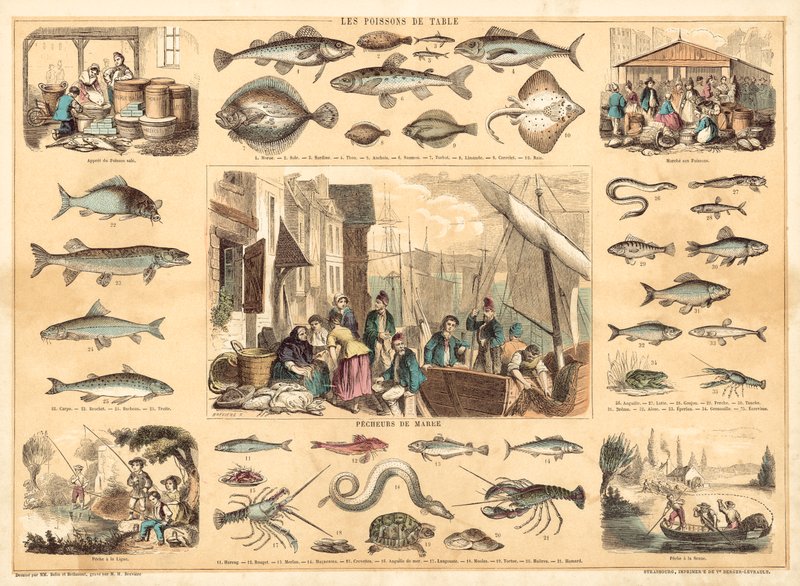 Ryby (litografia kolorowa) autorstwa French School