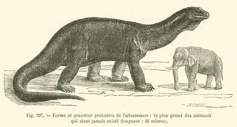 Prawdopodobny kształt i wielkość atlantozaura, największego zwierzęcia, jakie kiedykolwiek istniało, długość 35 metrów (rycina) autorstwa French School