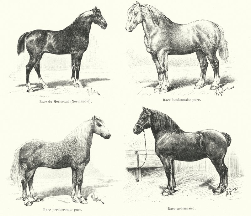 Cztery francuskie rasy koni: Merlerault, Boulonnaise, Percheronne, Ardennaise (rycina) autorstwa French School