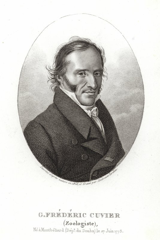 George Cuvier autorstwa French School