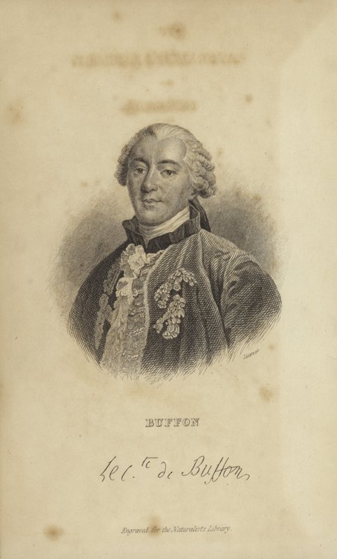 Georges-Louis Leclerc, hrabia Buffon autorstwa French School