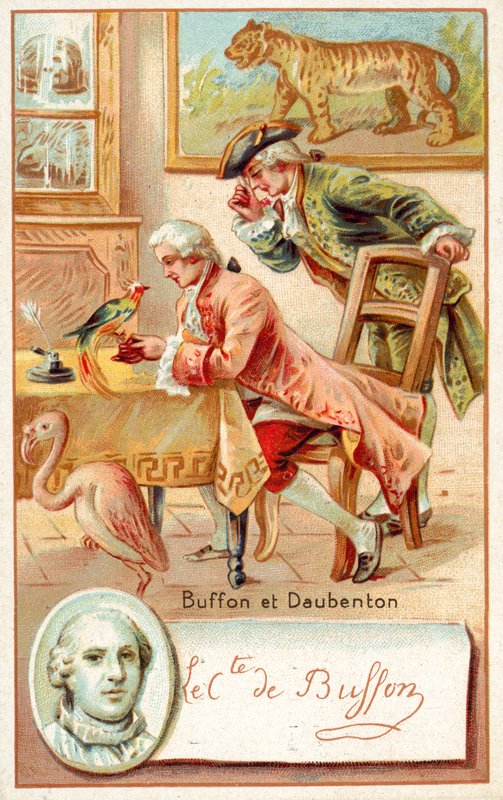 Georges-Louis Leclerc, hrabia de Buffon i Louis-Jean-Marie Daubenton, francuscy przyrodnicy (chromolitho) autorstwa French School