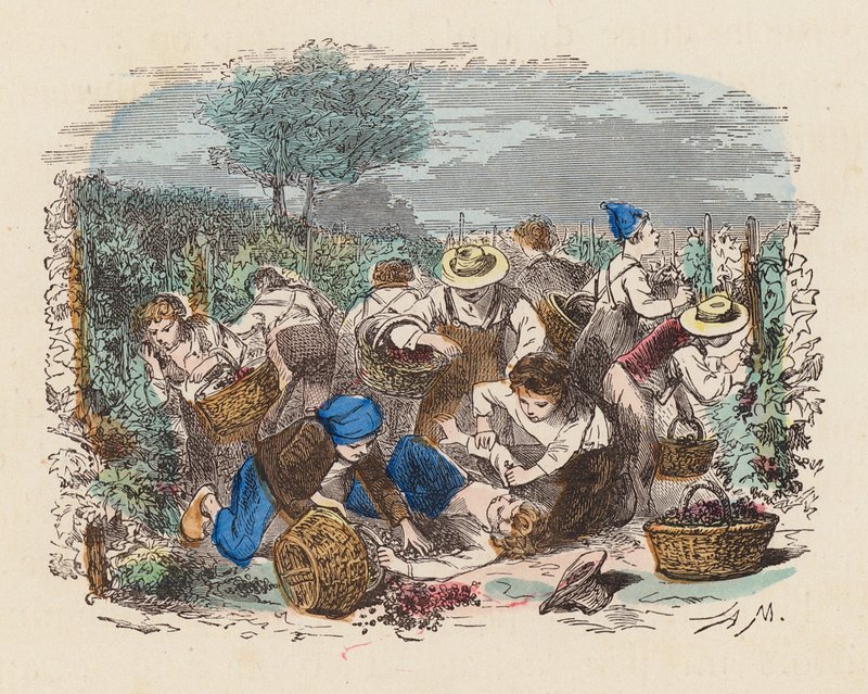 Zbieranie winogron w winnicy (kolorowy grawer) autorstwa French School