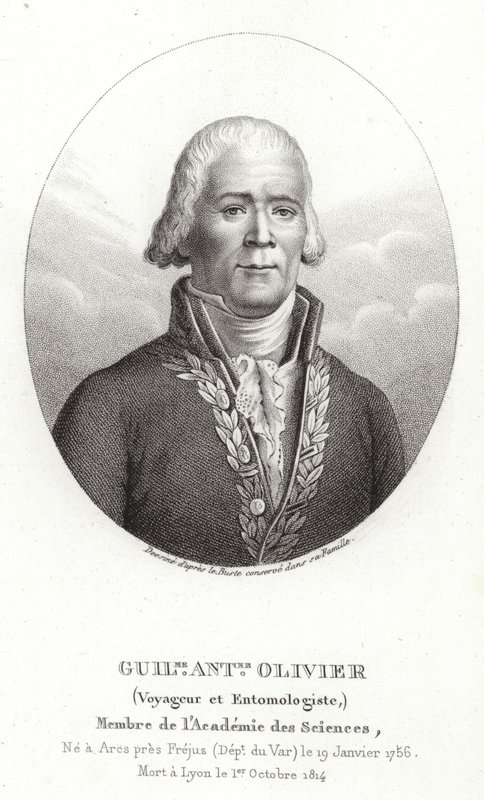 Guillaume Antoine Olivier autorstwa French School