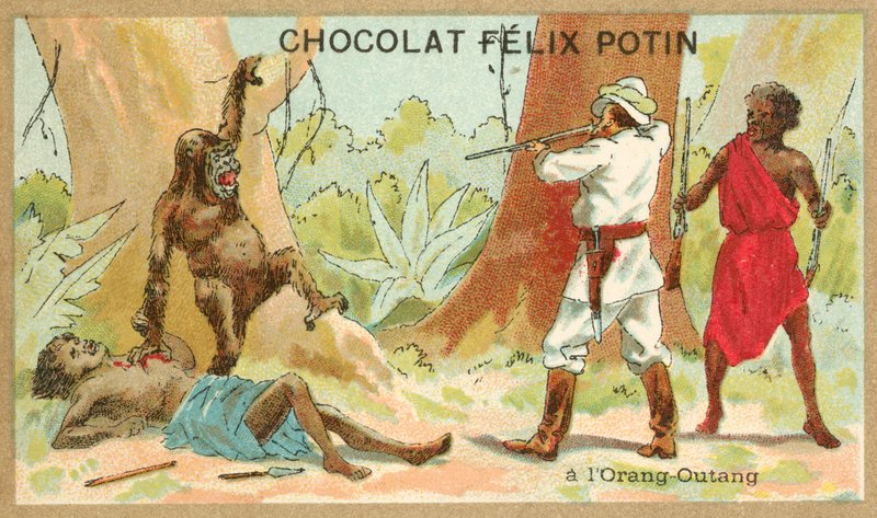 Orangutan myśliwski (chromolitho) autorstwa French School