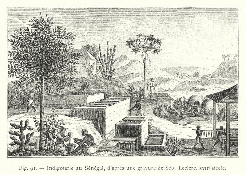 Indigoterie w Senegalu, wg ryciny Seba, Leclerca, XVII w. (rycina) autorstwa French School