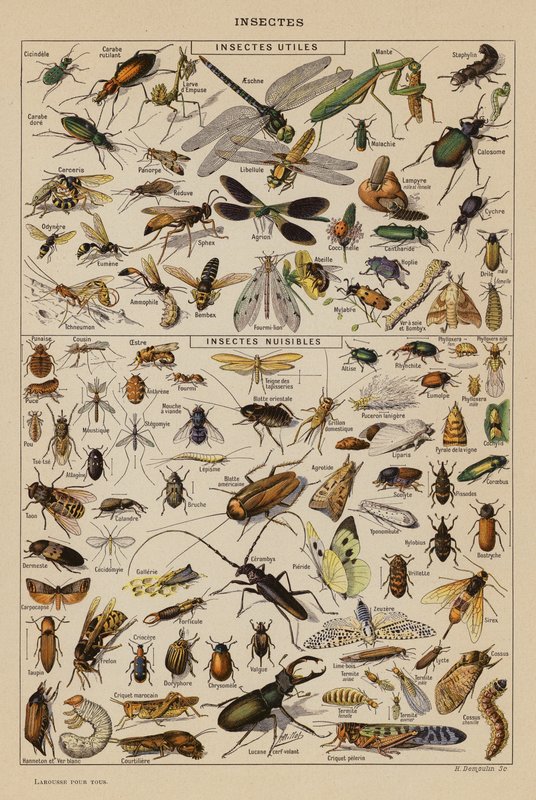 Owady (litografia kolorowa) autorstwa French School