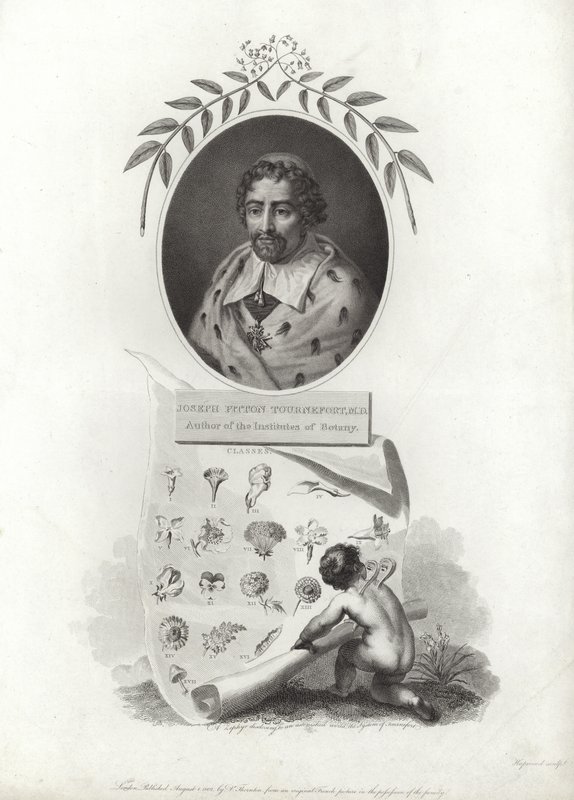 Joseph Pitton de Tournefort autorstwa French School