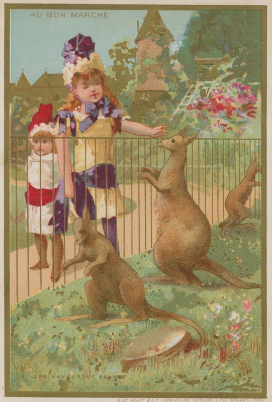 Kangury w zoo autorstwa French School