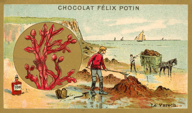 Kelp (chromolit) autorstwa French School