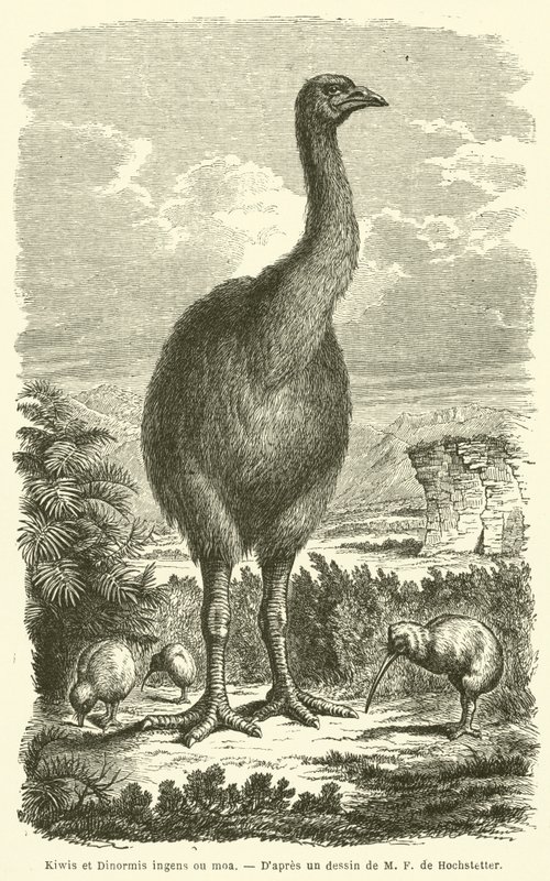 Kiwi i Dinormis ogromne ou moa (Grawerowanie) autorstwa French School