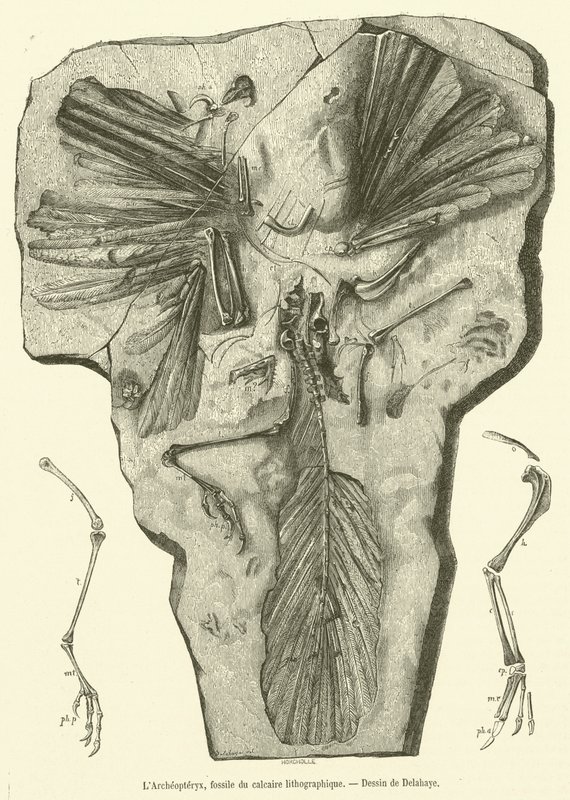 Archaeopteryx, skamielina z litograficznego wapienia (rycina) autorstwa French School