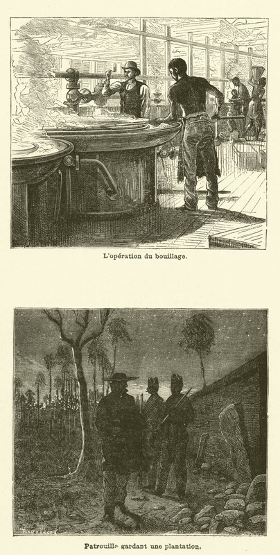 Trzcina cukrowa (grawerowana) autorstwa French School