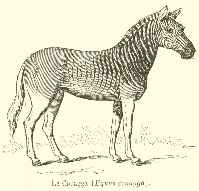 Le Couagga, Equus couagga (grawerowanie) autorstwa French School