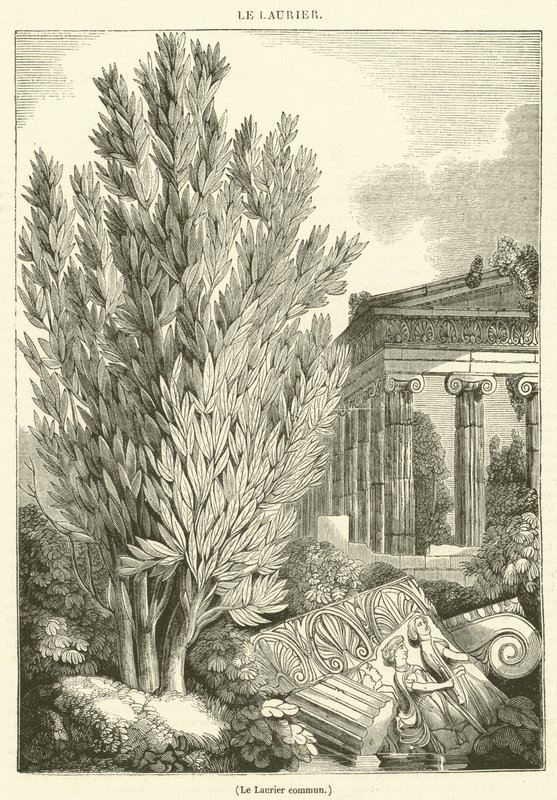 Laur pospolity (grawerunek) autorstwa French School