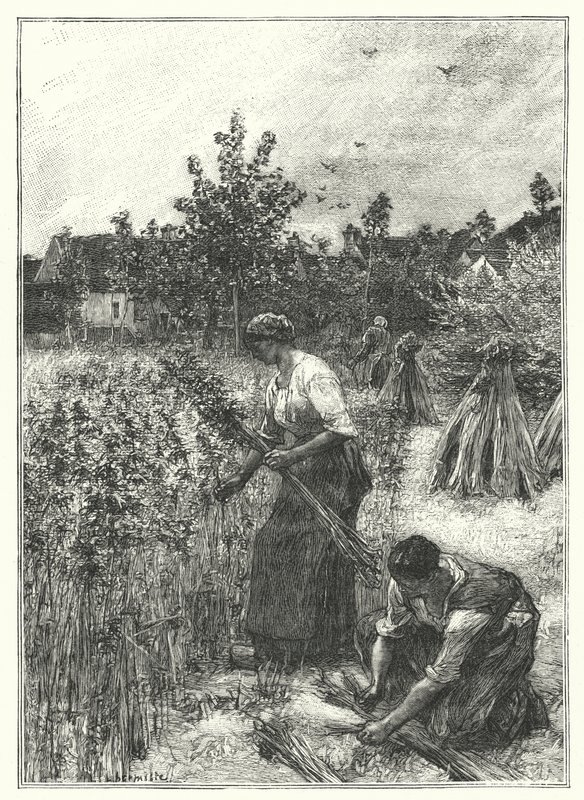 Hemp Harvest (grawerowanie) autorstwa French School