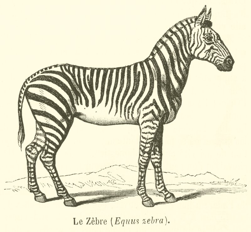 Le Zebre, Equus zebra (grawerowanie) autorstwa French School