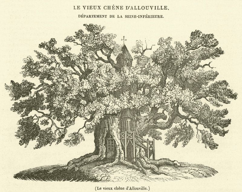 Stary dąb Allouville (grawerowanie) autorstwa French School