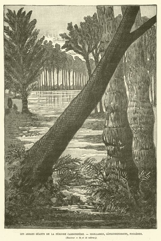 Olbrzymie drzewa okresu karbońskiego (rycina) autorstwa French School